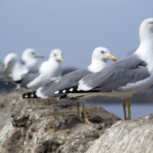 conserje altea
