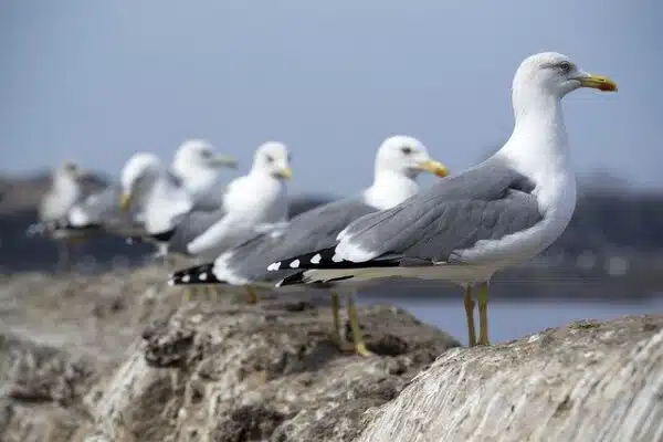 conserje altea