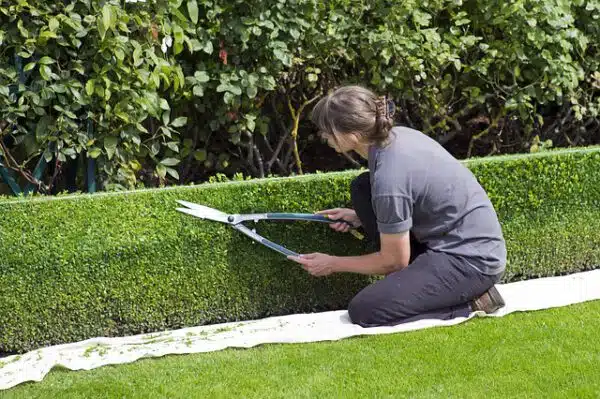 Oficial Jardinería Madrid