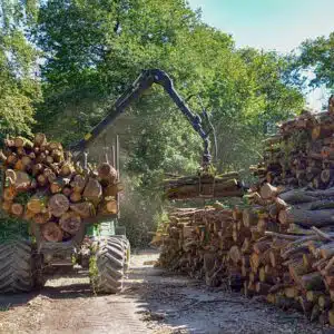 Aprovechamiento Forestal Ministerio Transición Ecológica