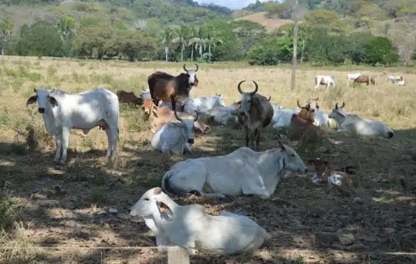 Oficial Pecuario Castilla y León