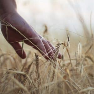 Cuerpo de Ingenieros Ordenación Rural e Industrias Agroalimentarias madrid