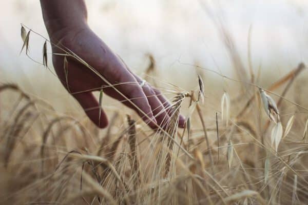 Cuerpo de Ingenieros Ordenación Rural e Industrias Agroalimentarias madrid