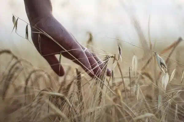 Cuerpo de Ingenieros Ordenación Rural e Industrias Agroalimentarias madrid