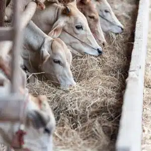 Controlador Pecuario - Castilla y León