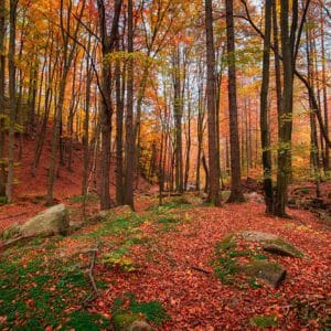 Guarda de Medio Ambiente - Comunidad Foral de Navarra