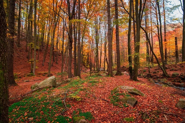 Guarda de Medio Ambiente - Comunidad Foral de Navarra Guarda de Medio Ambiente - Comunidad Foral de Navarra